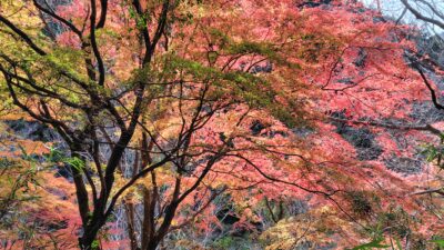 手当たり次第に薬を飲んだ