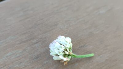 心から可愛いと思い始めた頃